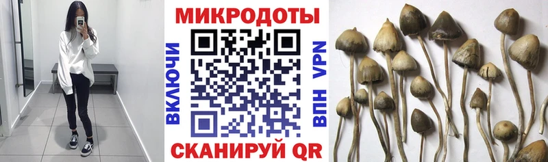дарк нет формула  Енисейск  Галлюциногенные грибы GOLDEN TEACHER 
